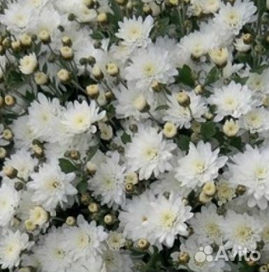 Многолетники для Вашего сада