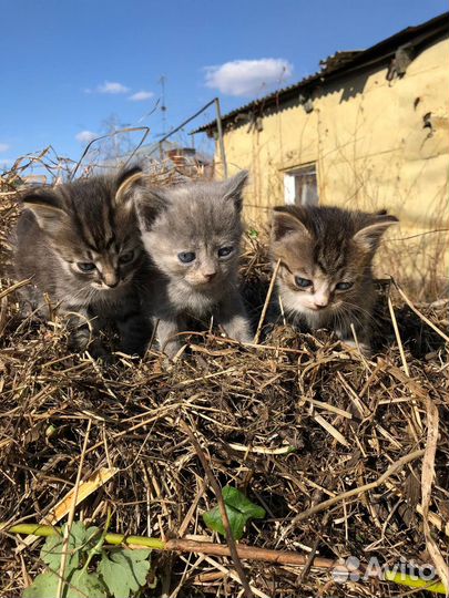 Котята в добрые руки даром