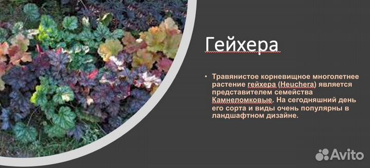 Саженцы многолетних