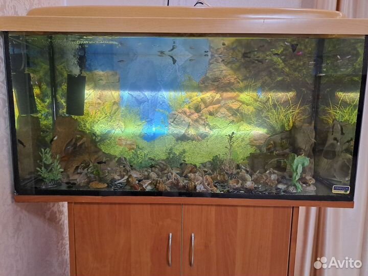 Аквариум с тумбой, с рыбками 200л