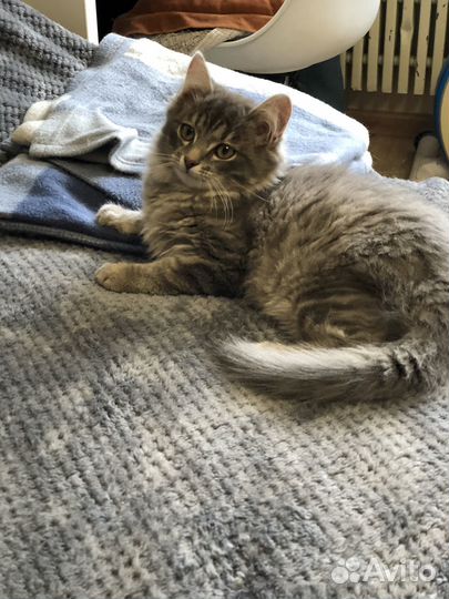 Пушистый котенок с сибирскими корнями