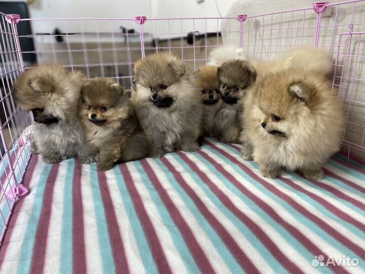 Щенки померанского шпица мини медвежата