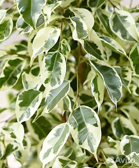 Фикус бенджамина