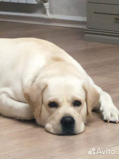 Лабрадор ретривер