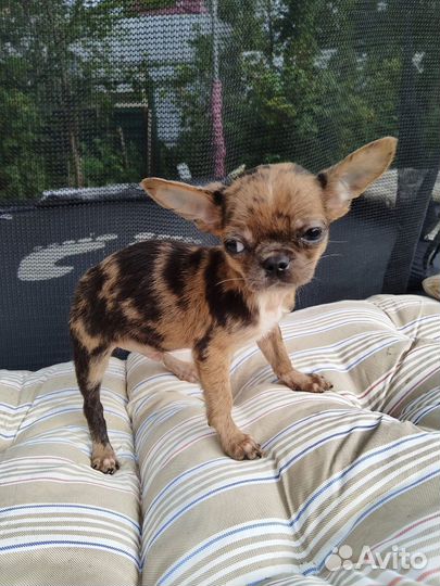 Чихуахуа Мартин