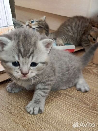 Шотландская