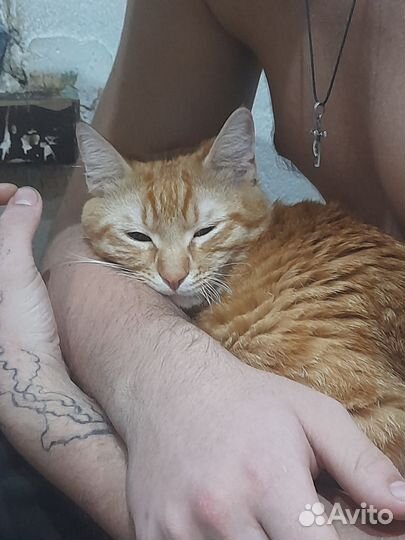 Кошки в добрые руки