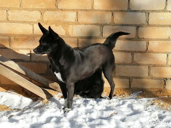 Собака мелких размеров