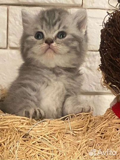 Шотландская милота