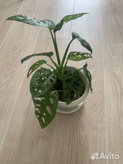 Монстера Адансона