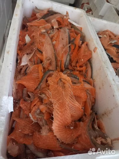 Обрезь семги