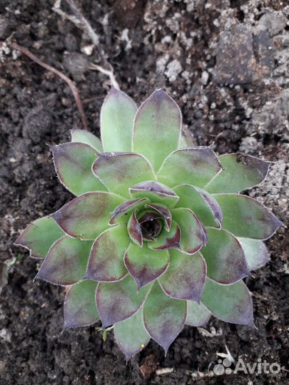 Молодило каменная роза