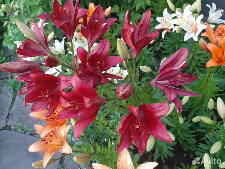 Лилия тигровая