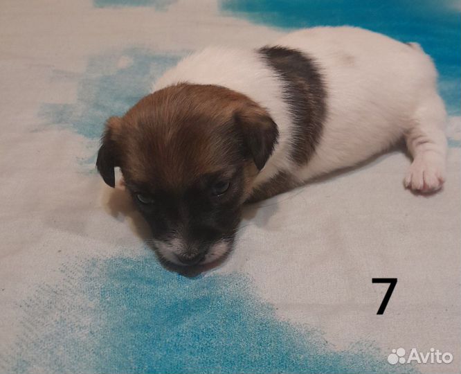 Щенки джек Рассел терьер