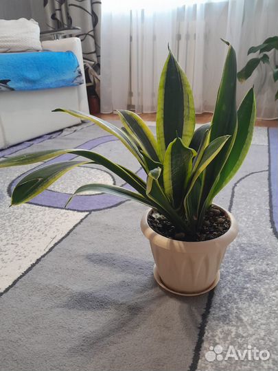 Сансевиерия