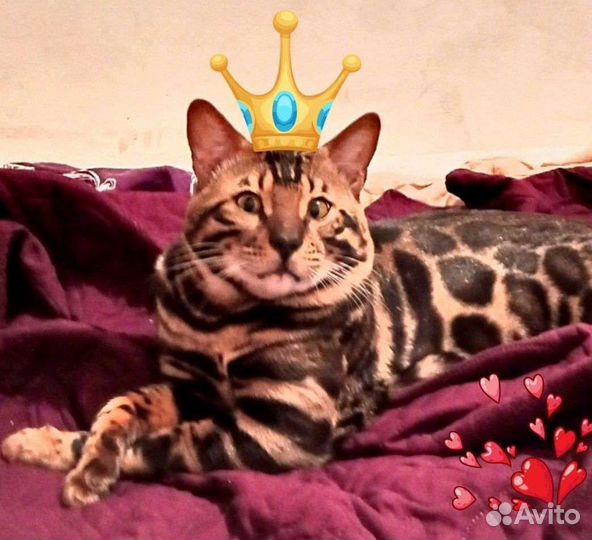 Наполнитель древесный