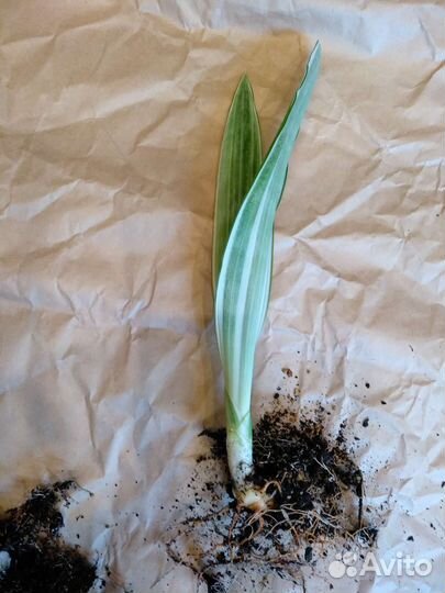 Сансевиерия сортовая
