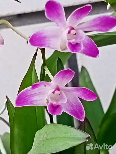 Орхидея дендробиум