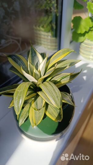 Сансевьера Ханни голд