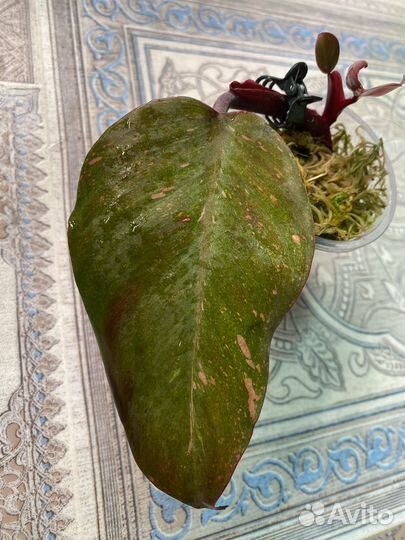 Филодендрон оранжевая принцесса