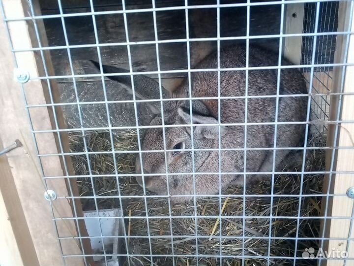 Кролики, яйца