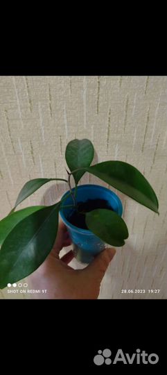 Фикус Моклейма