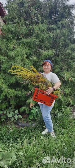 Масло зверобоя (мацерат) 100 мл