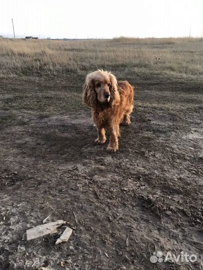 Вязка
