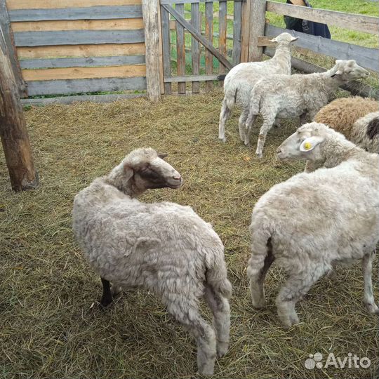 Овцы бараны