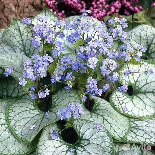 Брунера Джек Фрост и другие сорта