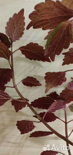 Колеусы, ирга