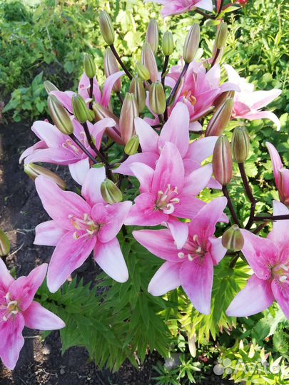 Лилии луковицы