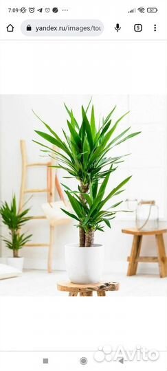 Пальма Юкка