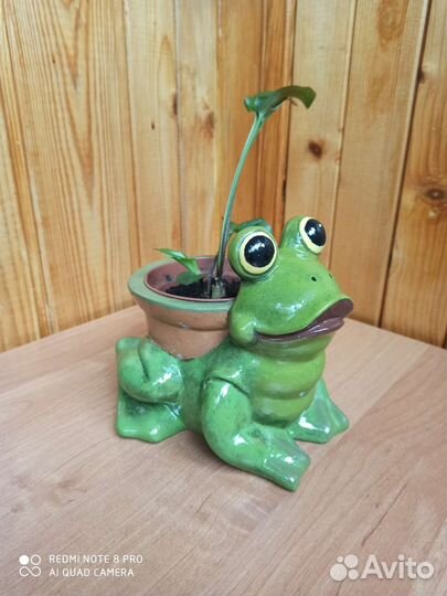 Кашпо лягушка с цветком дримиопсис