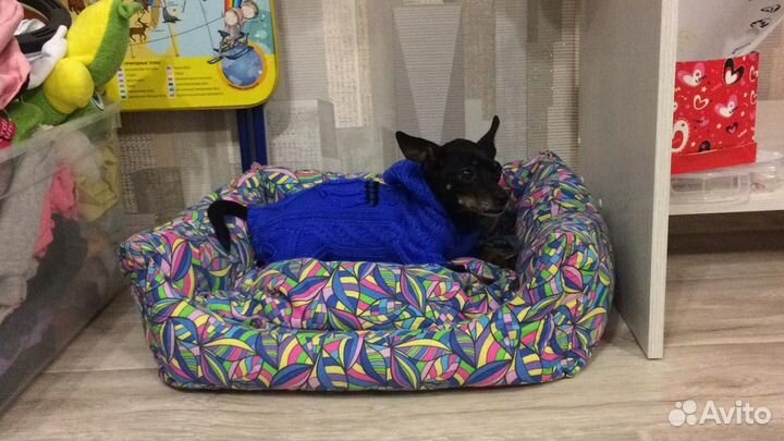 Мини той-терьер