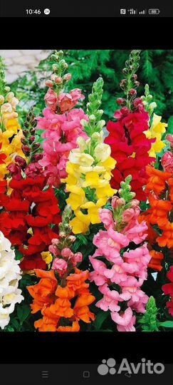 Рассада петунии