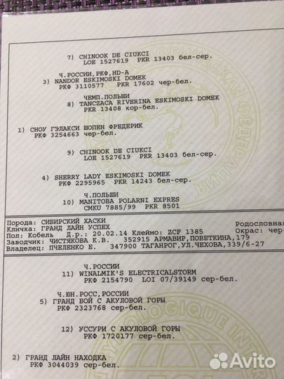 Хаски на вязку