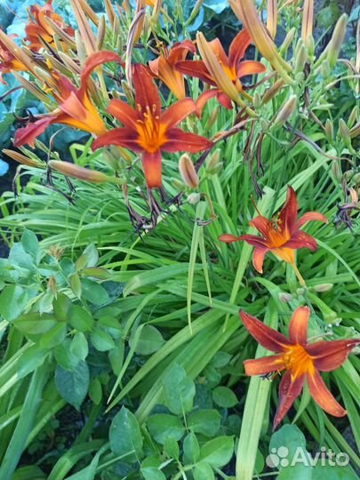 Лилейники сортовые