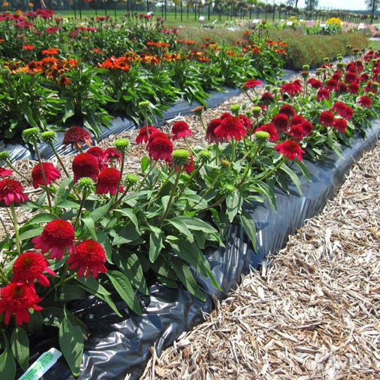 Саженцы эхинацей