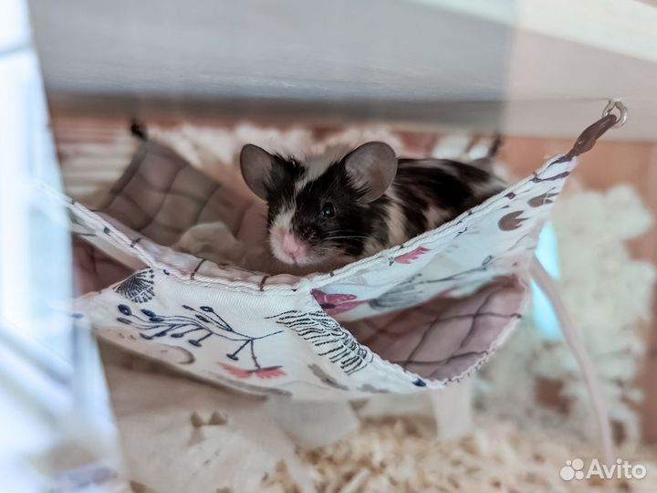 Передержка грызунов