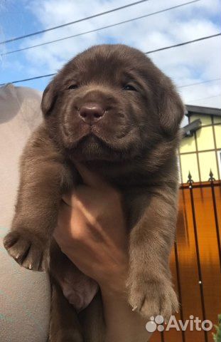 Шикарные щенки лабрадора