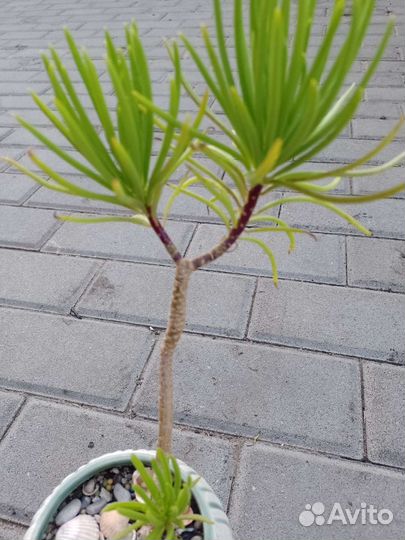 Крестовники