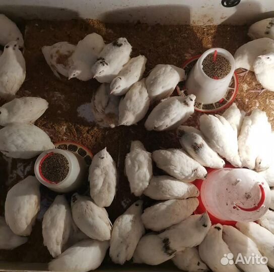 Перепела, клетка для перепелов