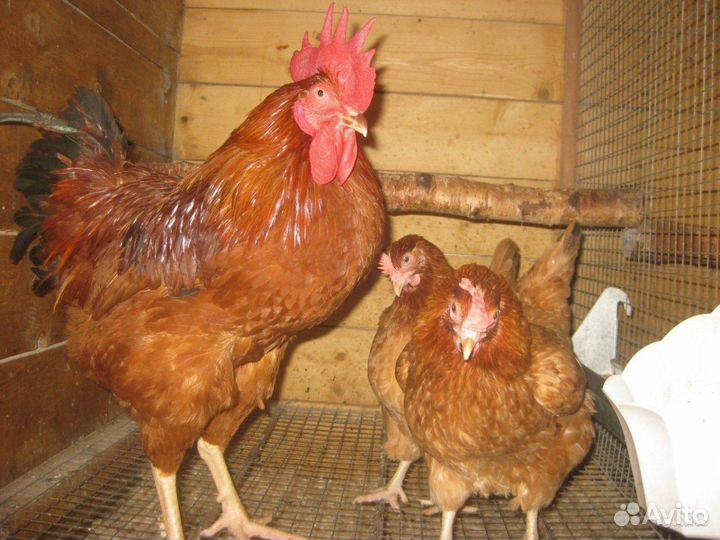 Красный Петух Редбро (Красное мясо)