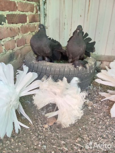 Голуби породы павлин