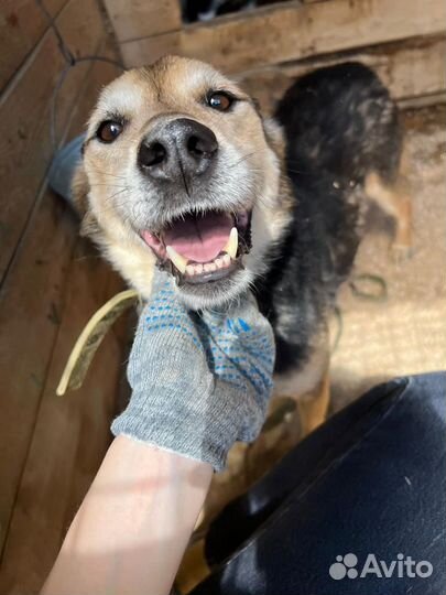 Помогите собаке из приюта