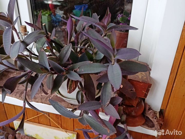 Хлорофитум цветок домашний