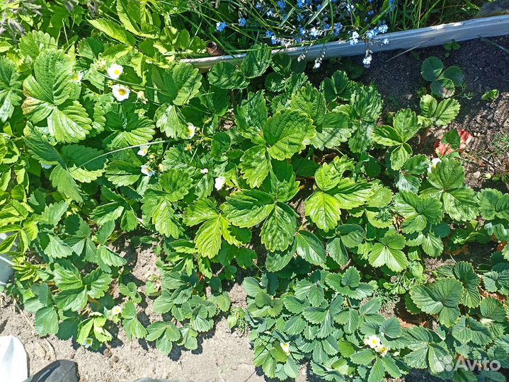 Клубника кустики