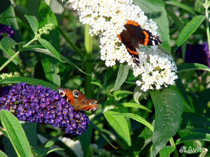 Будлея Давида