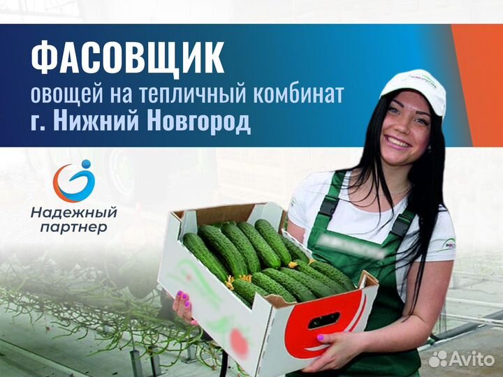 Сборщик овощей. Вахта г. Нижний Новгород